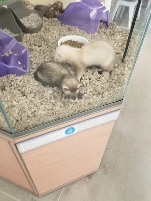 Petco 7