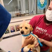 Petco ico