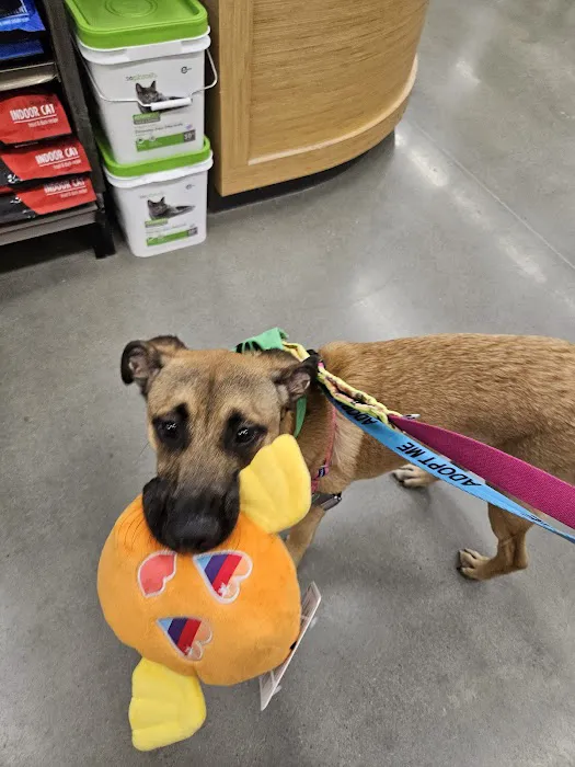 Petco 4