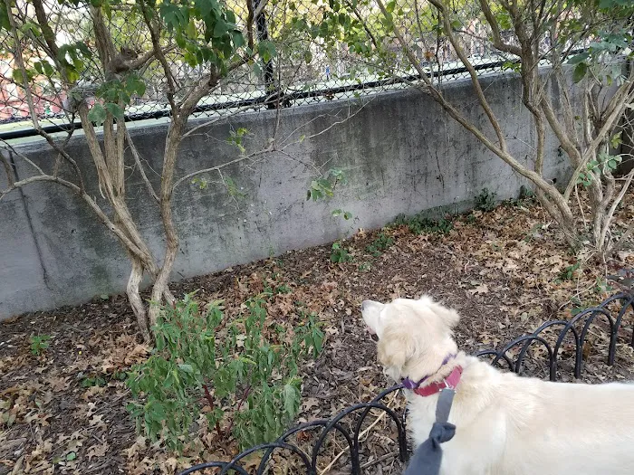 Washington Park Dog Run 10