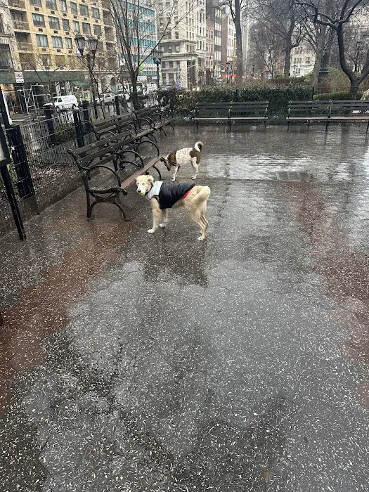 Union Square Dog Run 4