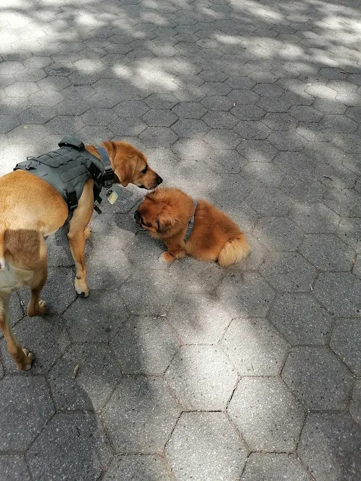 Stuyvesant Park Dog Run 4