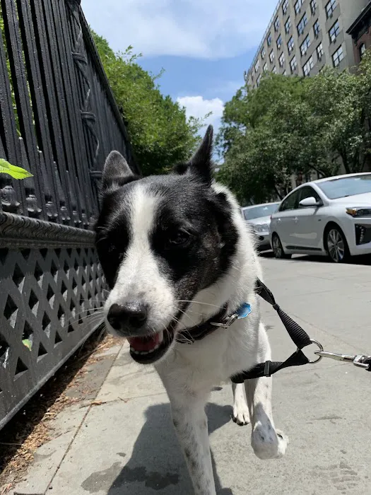 Stuyvesant Park Dog Run 1