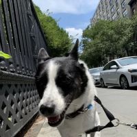 Stuyvesant Park Dog Run ico