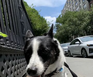 Stuyvesant Park Dog Run