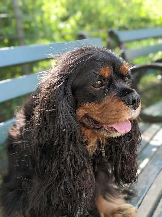 Stuyvesant Park Dog Run 2