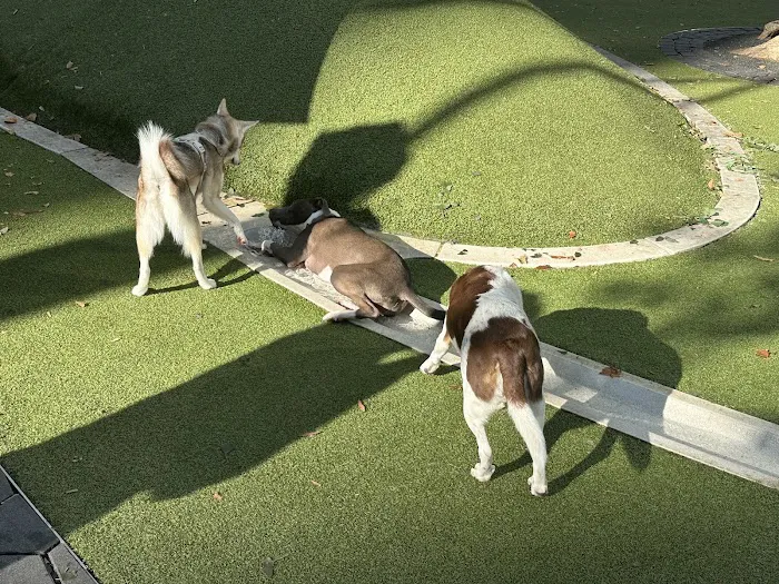 Jemmy's Dog Run 6