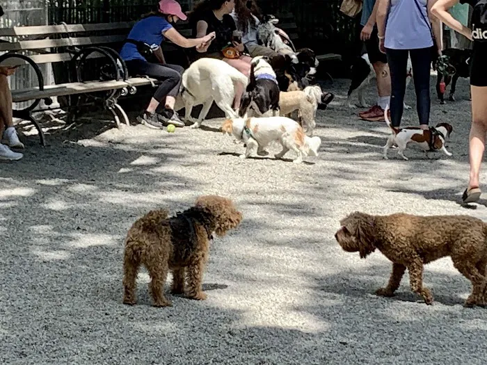 Jemmy's Dog Run 5