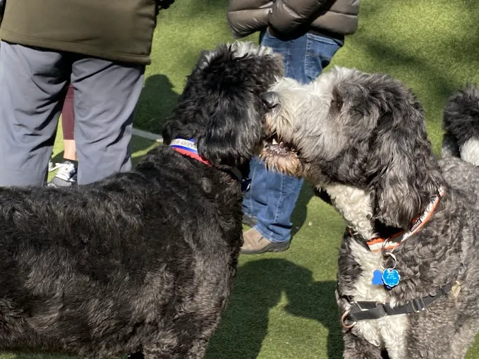 Jemmy's Dog Run 7