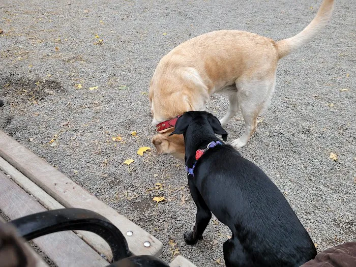 Jemmy's Dog Run 8