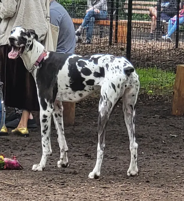 Jemmy's Dog Run 10