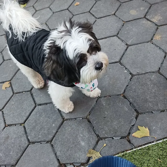 Jemmy's Dog Run 9