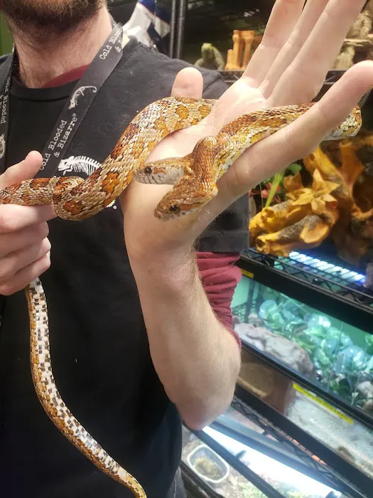 Cold Blooded & Bizarre 1