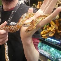 Cold Blooded & Bizarre ico