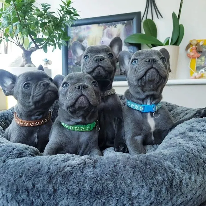 Elegant French Bulldog puppies 3