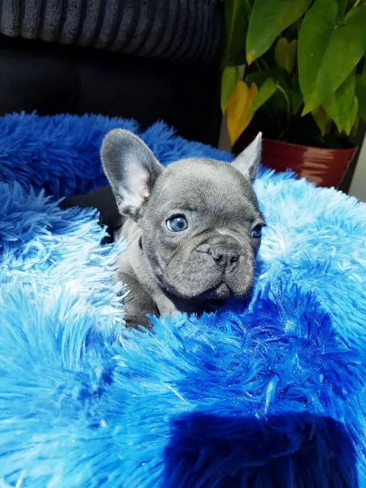 Elegant French Bulldog puppies 4