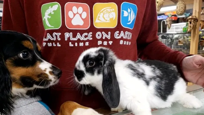 Last Place On Earth Petshop 3