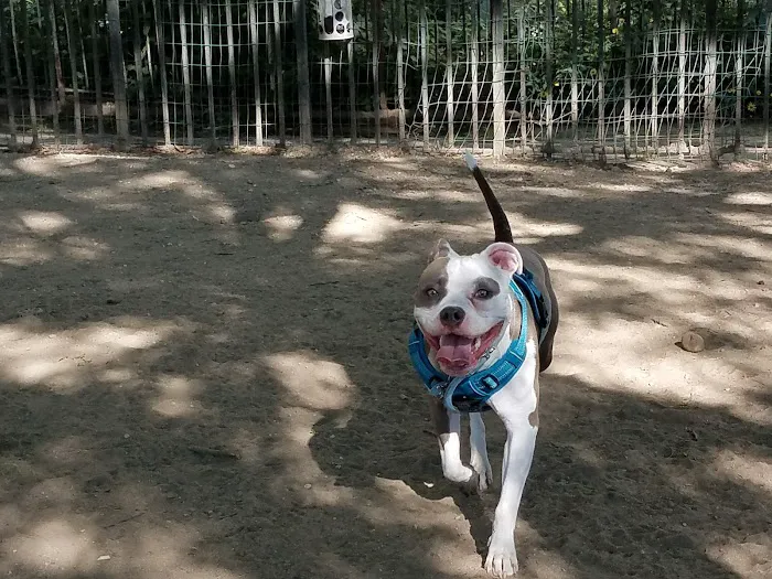 South Slope Dog Run 3