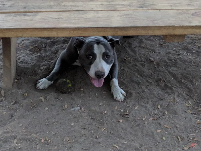 South Slope Dog Run 1