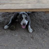 South Slope Dog Run ico