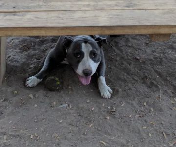 South Slope Dog Run