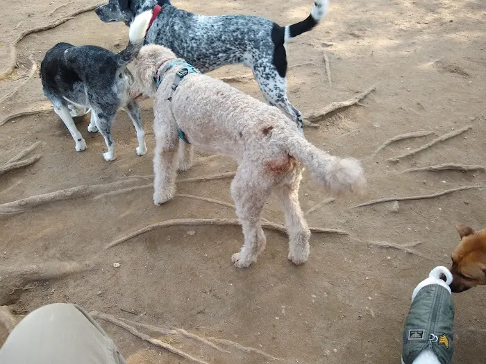 South Slope Dog Run 6