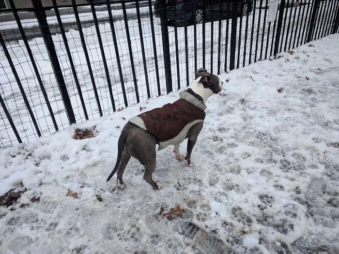 South Slope Dog Run 2