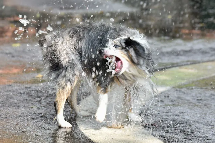 Bellevue South Park Dog Run 7