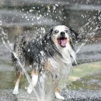 Bellevue South Park Dog Run ico