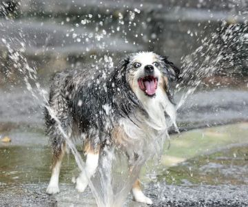 Bellevue South Park Dog Run