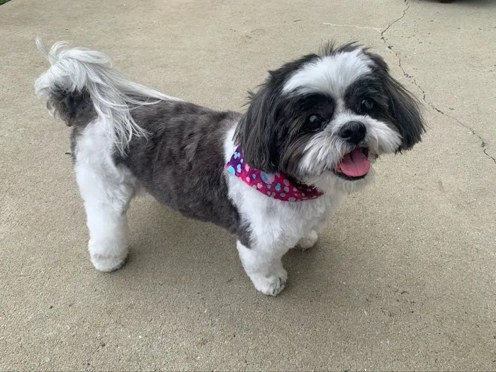ENV Pet Spa and Grooming 1