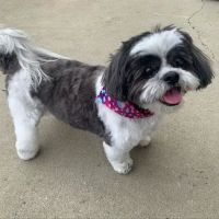 ENV Pet Spa and Grooming ico