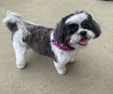 ENV Pet Spa and Grooming