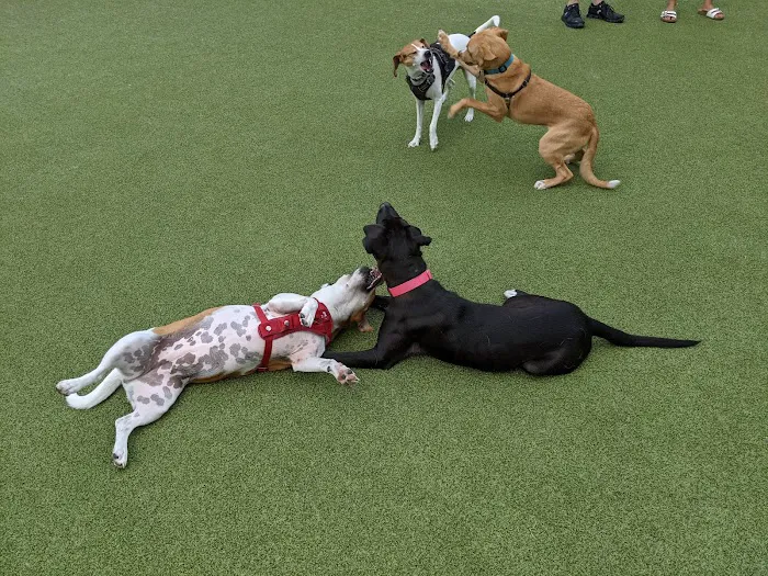 Marin Green Dog Park 2