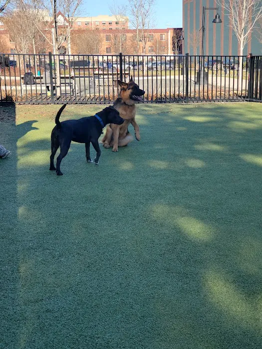 Marin Green Dog Park 4