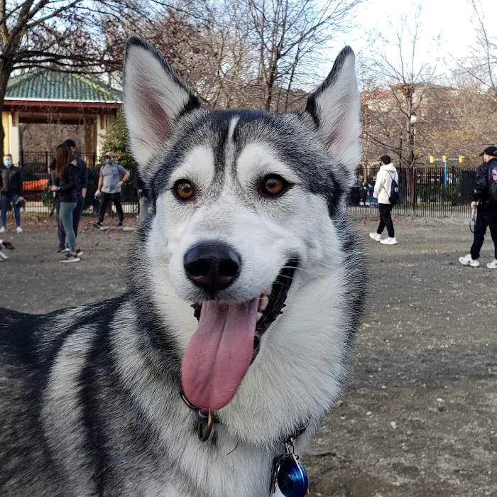 Urban Pups 3