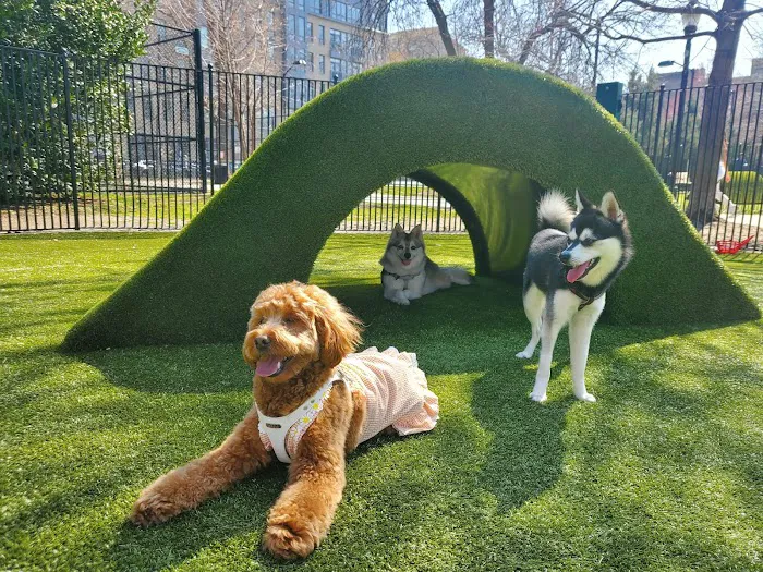 Urban Pups 4