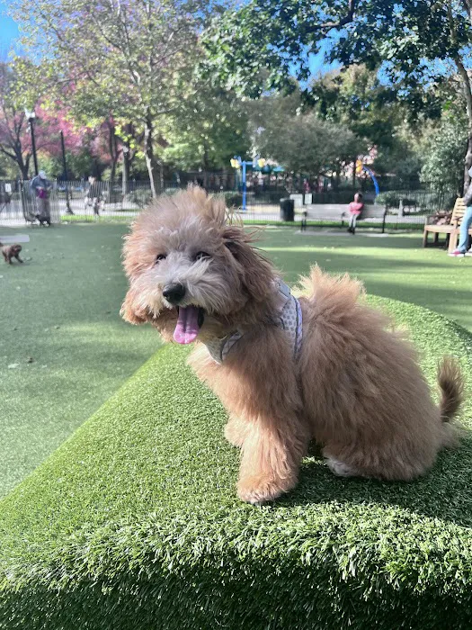 Urban Pups 5
