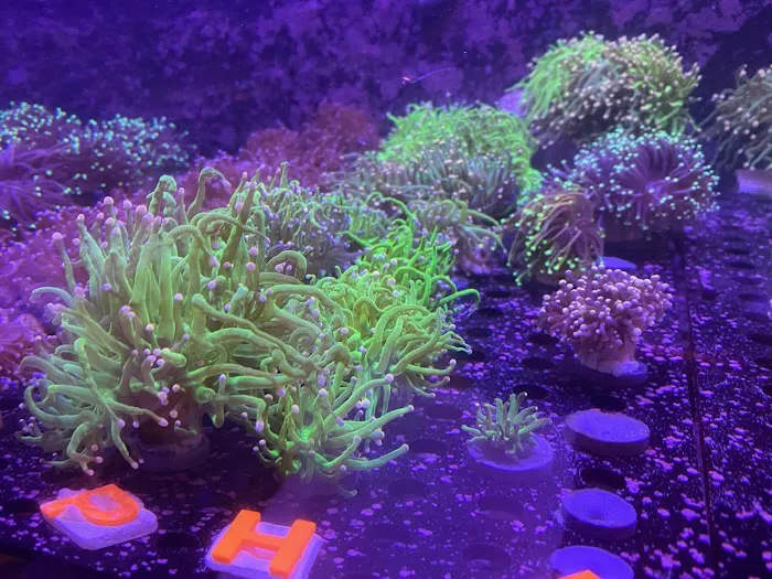 TRSCAquatics 4