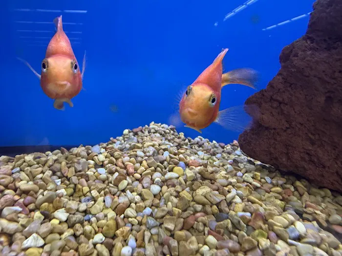 Petco 1