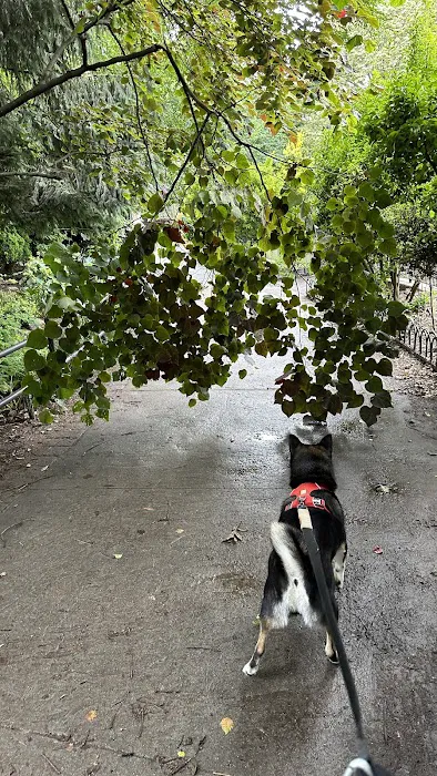 Dog Park 2