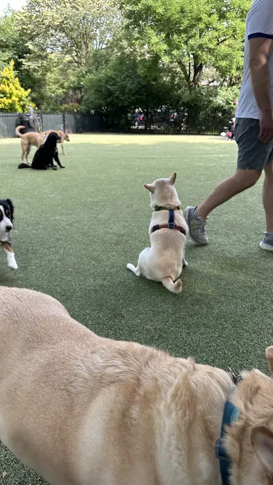 Dog Park 6
