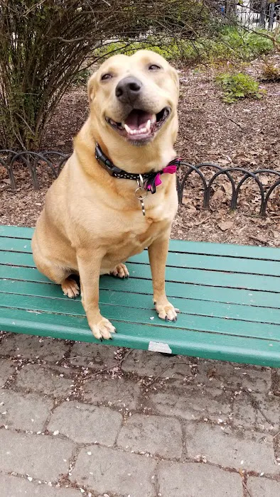 Dog Park 1