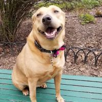 Dog Park ico