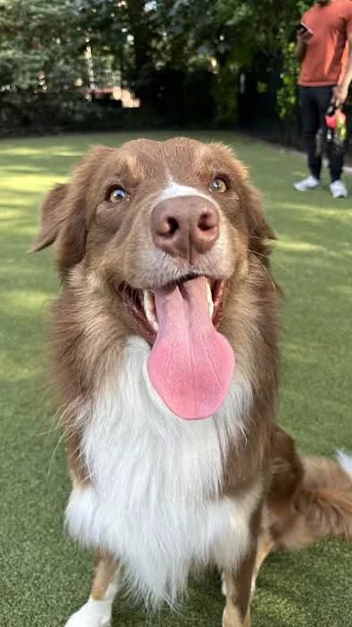 Dog Park 4