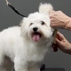 Pet Supplies Plus Charlotte - Pineville Mathews 8