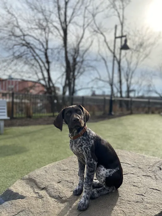 Dog park 4
