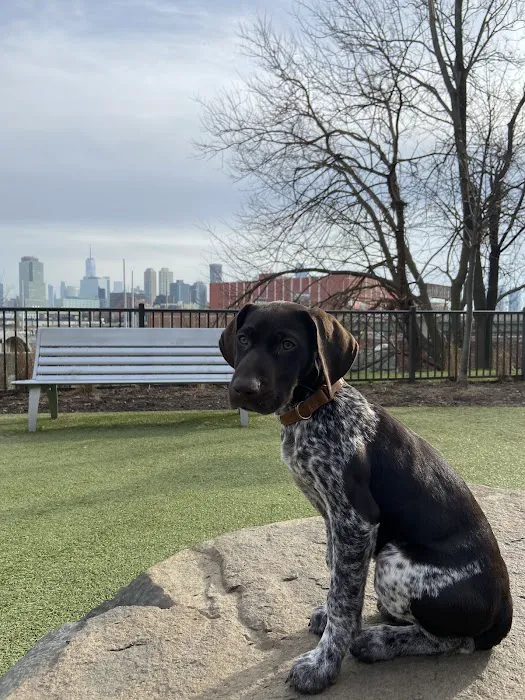 Dog park 1