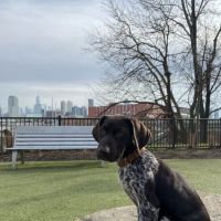 Dog park ico