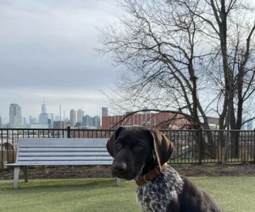 Dog park